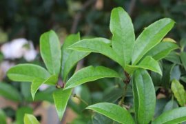 院子里种桂花树好吗，栽在院子什么位置