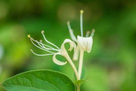 金银花在什么季节开放，采摘时间在什么季节