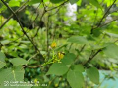 丁香花繁殖方法有哪些，丁香花好养吗