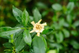 栀子花怎么养才能开花？栀子花图片