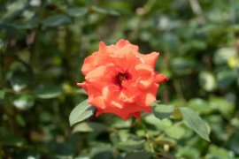 月季花夏天多少天浇次水