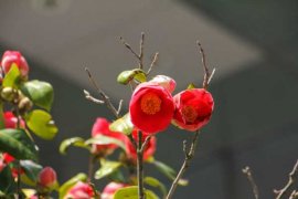 山茶花开花时怎么浇水，花期可以喷水吗