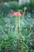 彼岸花如何开花，彼岸花开花后怎么处理