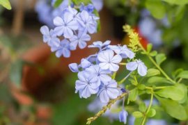 蓝雪花怎么打顶