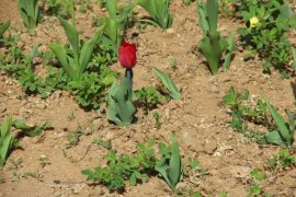 郁金香花期和养护方法