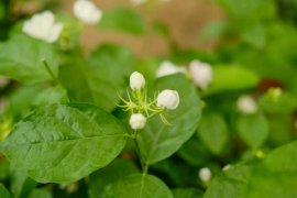 茉莉花像什么？茉莉花品种图片