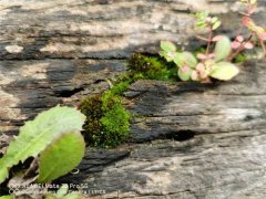 苔藓是怎么形成的，怎么让花盆里长苔藓