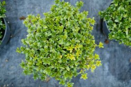 杜鹃花的花骨朵枯萎，杜鹃花夏季为什么枯萎